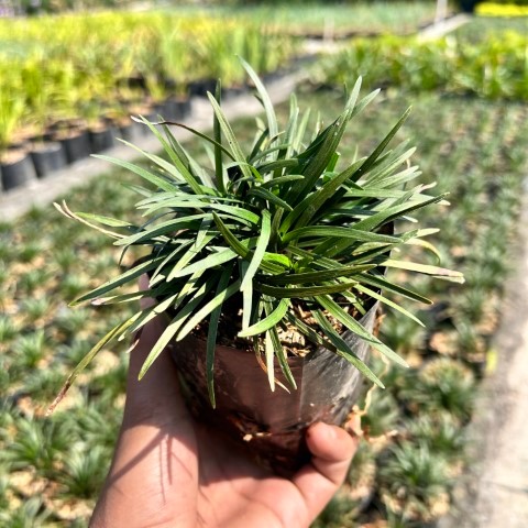 Tanaman Hias Rumput Kucai - rumput kucai - kucai mini - rumput hias