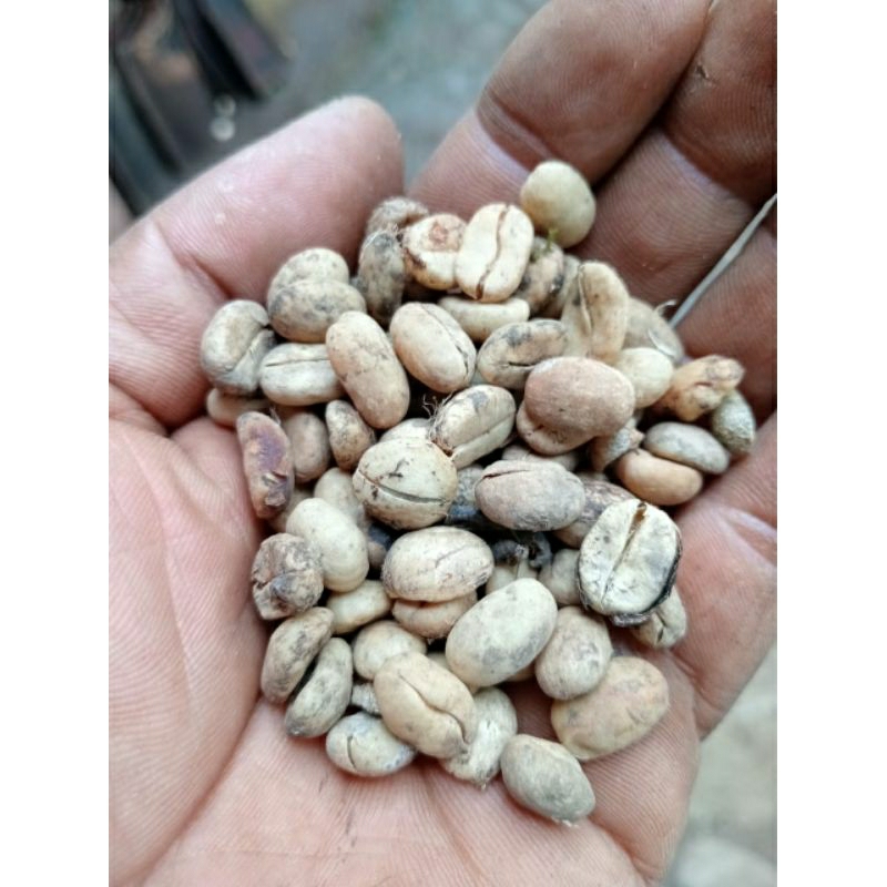 

Kopi luwak liar original 100% asli tanpa campuran dari pegunungan ijen banyuwangi kemasan 500 gram