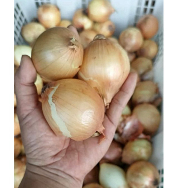 

bawang bombay 1kg