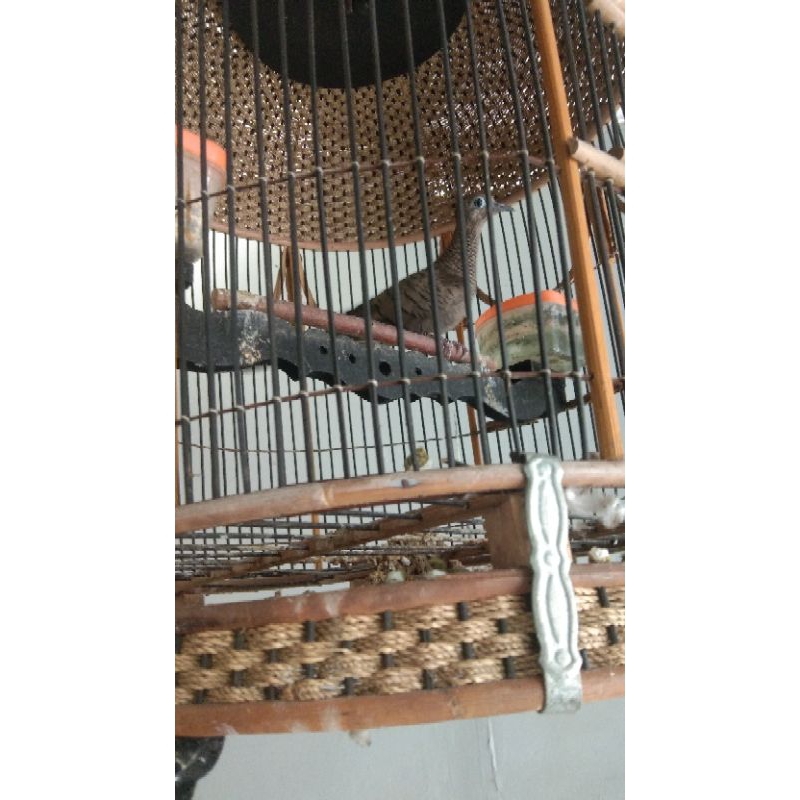 perkutut Cemani lokal majapahit katuranggan Banyumili Rajin manggung
