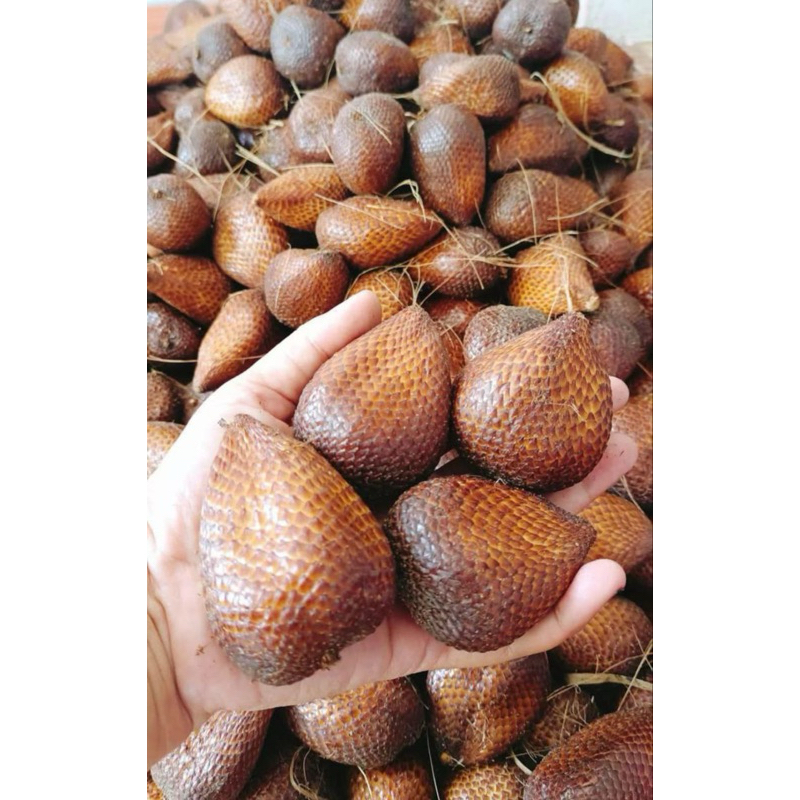 

SALAK PONDOH