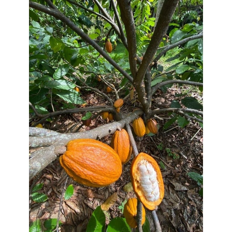 

BUAH COKLAT MURAH FRES LANGSUNG PETIK KAKAO