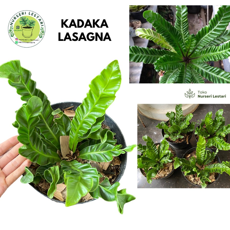 Tanaman Hias Kadaka Lasagna / Kadaka Cobra Mini