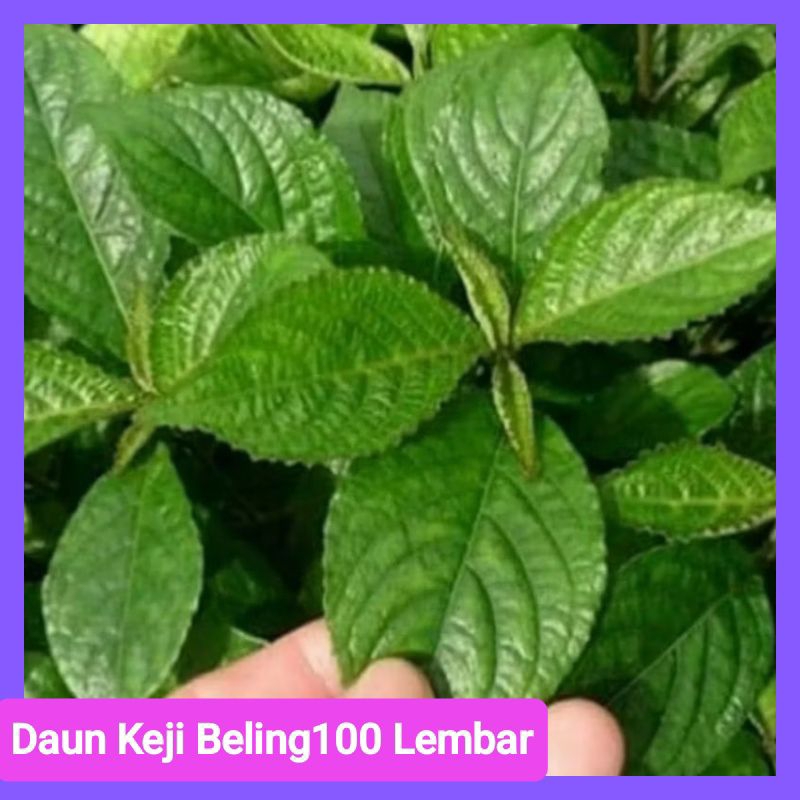 

Daun Keji Beling obat herbal 100 lembar