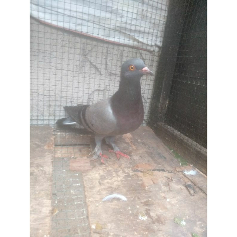 merpati betina jebros