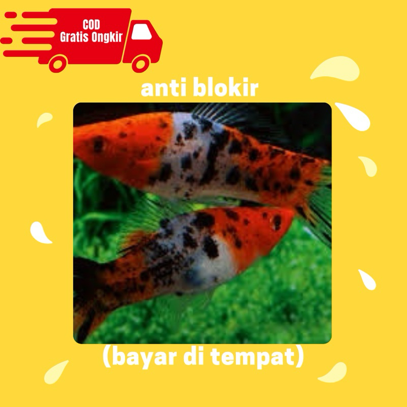 hiasan aquarium platy sanke