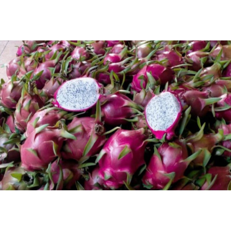 Buah Naga Putih | Buah naga per kilo