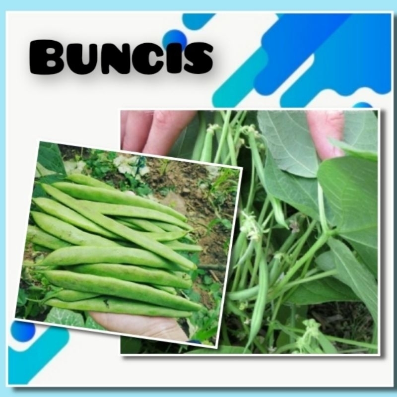 Benih Sayuran Buncis Putih Bibit Sayur Cap Panah Merah