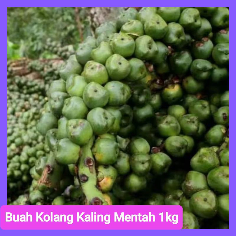 

Buah Kolang Kaling Segar Mentah 1kg