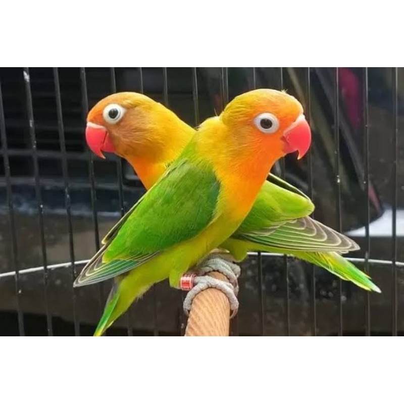 Lovebird Khusus Instan Medan Love Bird Burung Hias