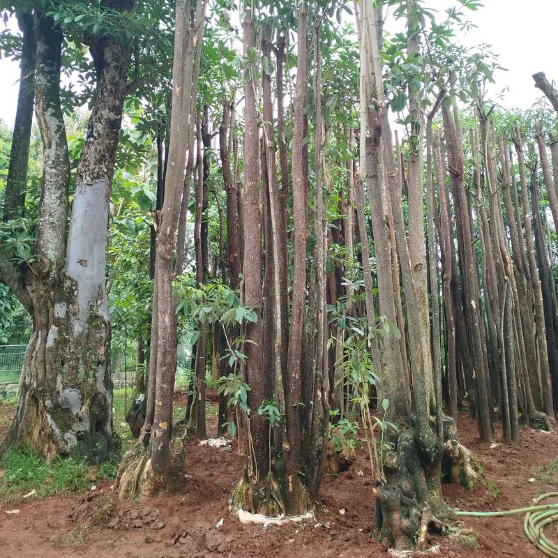 Pohon pule gruping, jual pohon pule