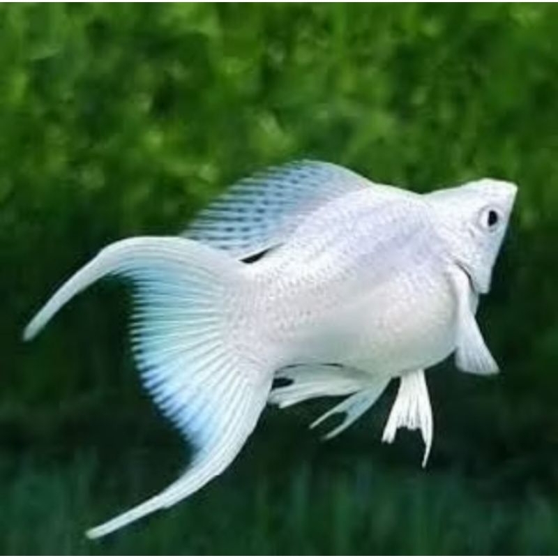 Molly platinum Cawang ( indukan ) +++