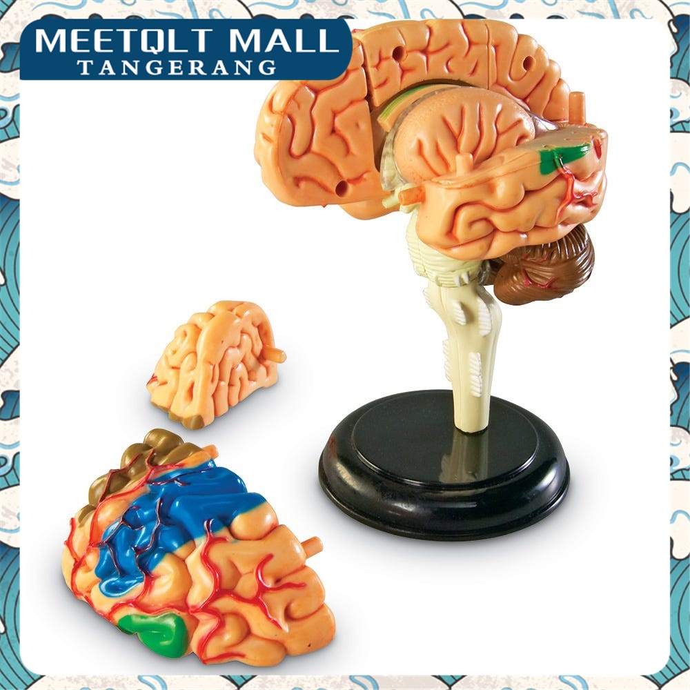 Brain Anatomy Model 4D Dapat Dilepas- Anatomy Medical Human Brain Teaching Model-Anatomy Brain Model