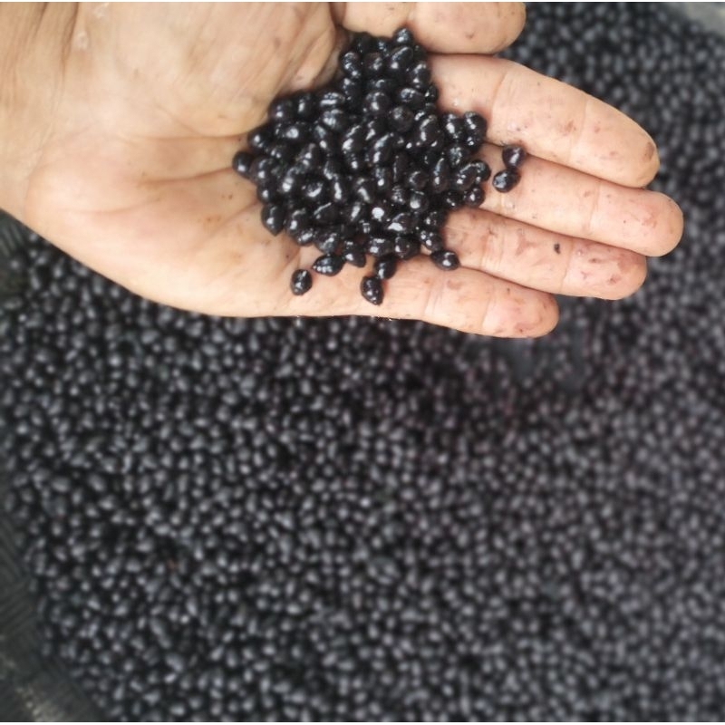 biji palem merah paket 1000gr