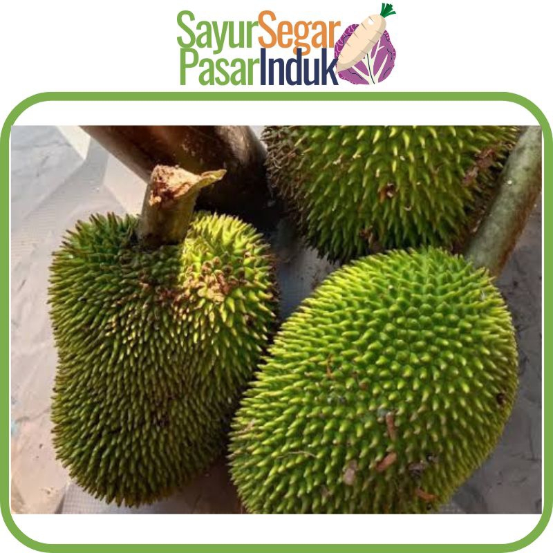Kluwe Jangan 1 buah sayur segar pasar induk