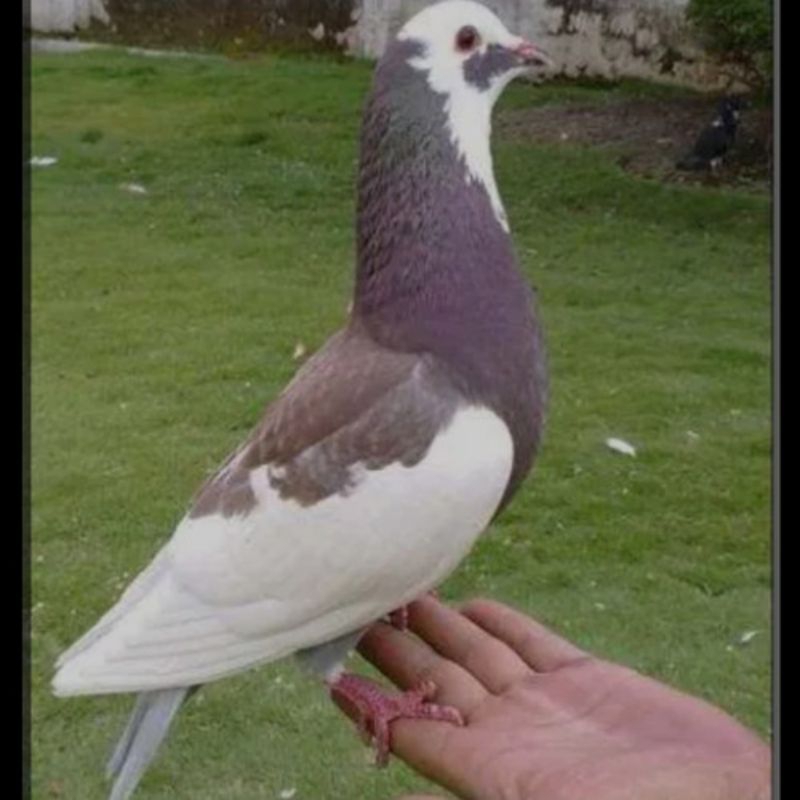 burung merpati blantong jantan