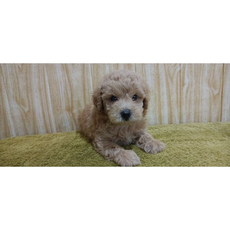 jual toy poodle fawn HARGA NEGO