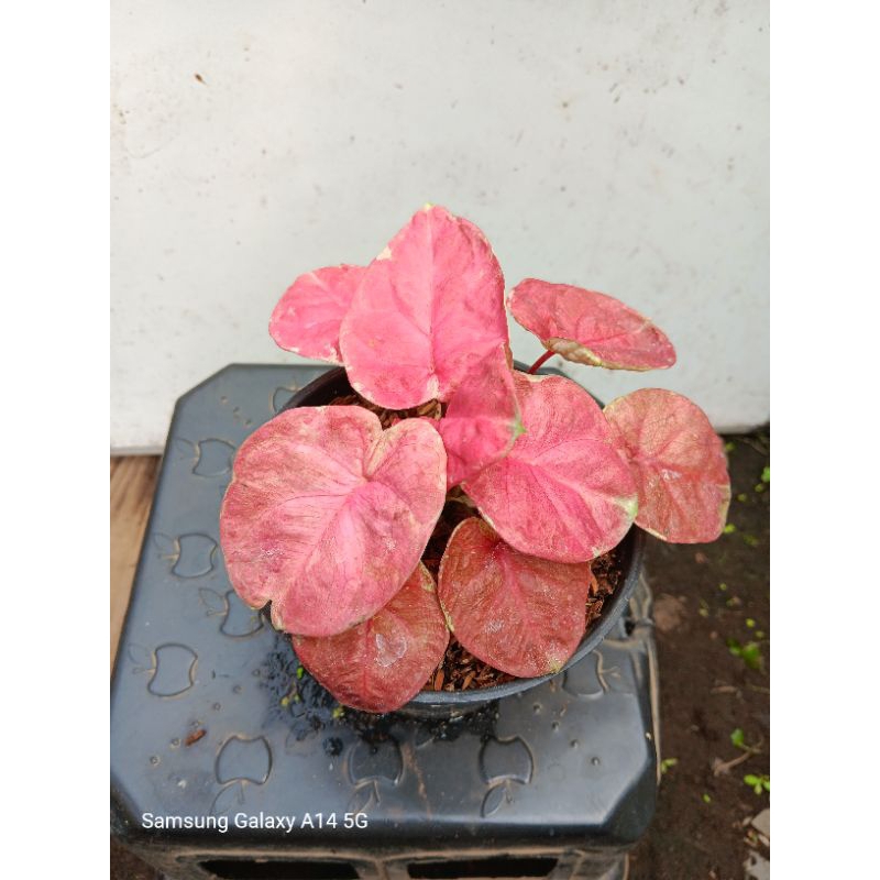 Tanaman Hias Keladi/ Tanaman Hidup/Tanaman Outdoor