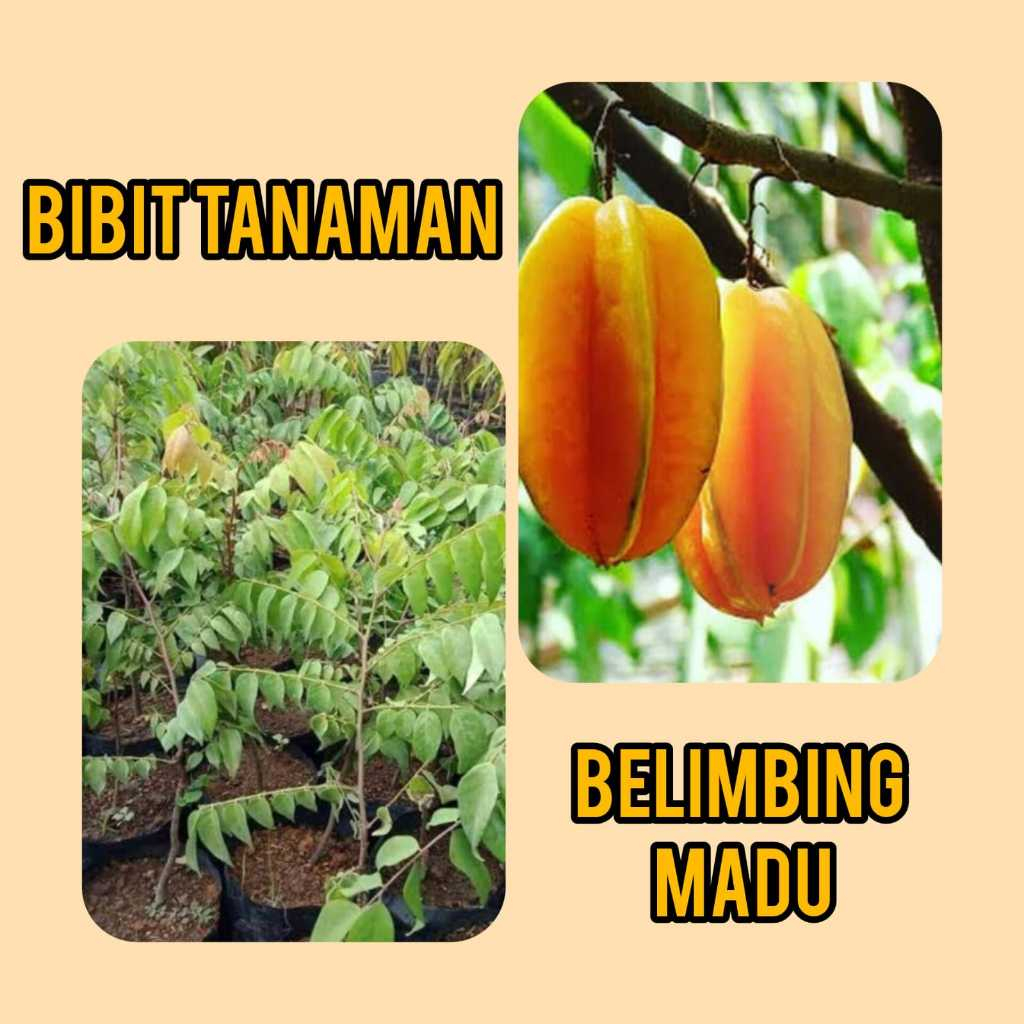 Bibit Belimbing Madu Okulasi