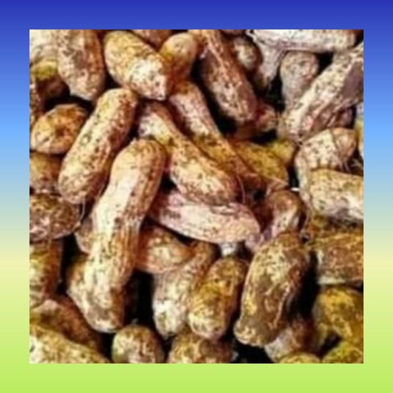 

Kacang Tanah mentah 1 kg | Kacang tanah kulit mentah 1 kg | Kacang kulit kupas mentah | Kacang kulit Tanah mentah kupas | Kacang tanah kupas