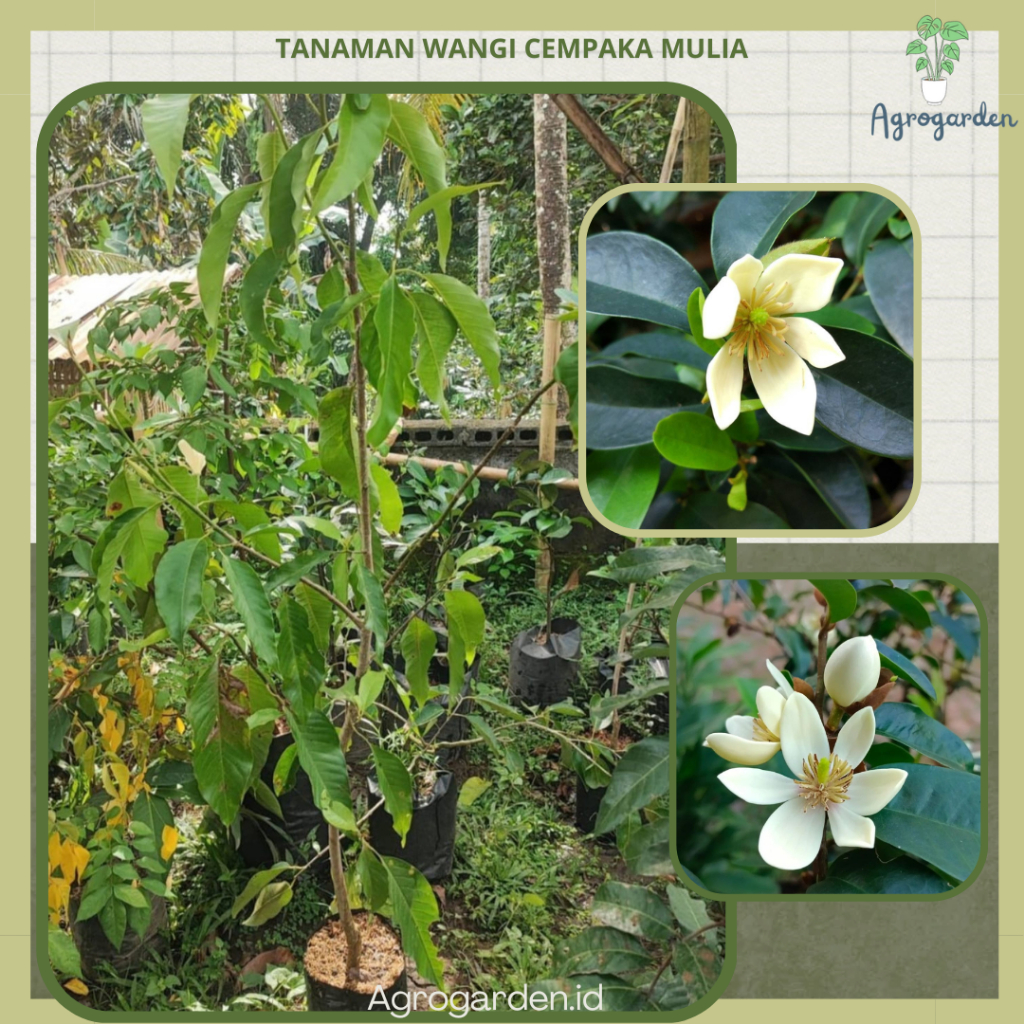 tanaman hias bunga cempaka mulya - Magnolia figo / cempaka mulya cempoko mulyo putih bibit tanaman h