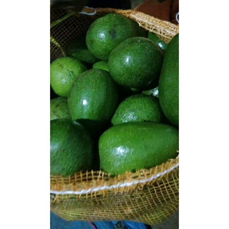 

alpukat mentega grade AB