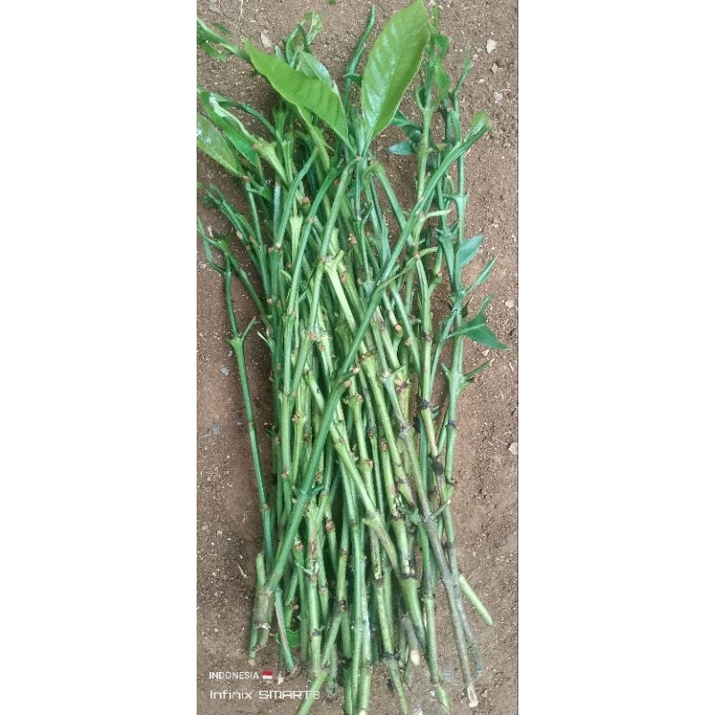 

entres kopi Arsyad 200,000 dapat 60 entres 30cm 40cm