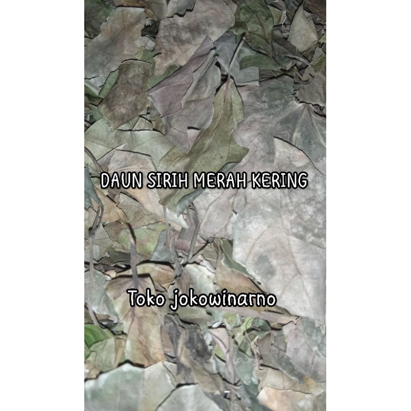 

[ 100 Gram ] DAUN SIRIH MERAH KERING Original - DAUN SURUH / SIRIH WULUNG - DAUN SUROH - SIRIH MERAH