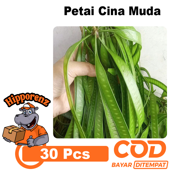 

Petai Cina Muda 30 Pcs Segar Untuk Lalapan