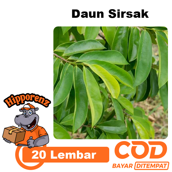 

Daun Sirsak Segar 20 Lembar