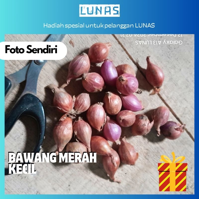 

[HADIAH KHUSUS] Bawang Merah Kecil Untuk Para Pelanggan LUNAS
