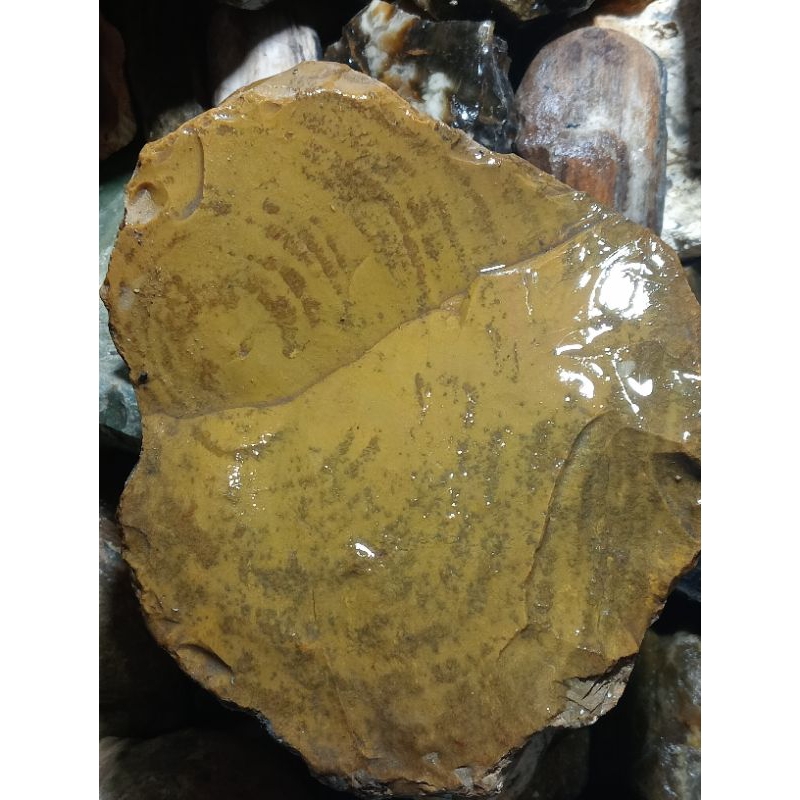 satu bongkah forsil bambu