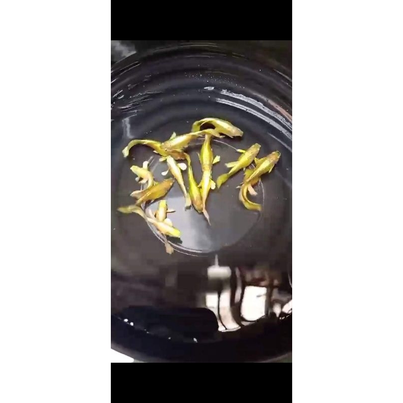 Ikan Hias Guppy Full Gold hisan Aquarium Sepasang