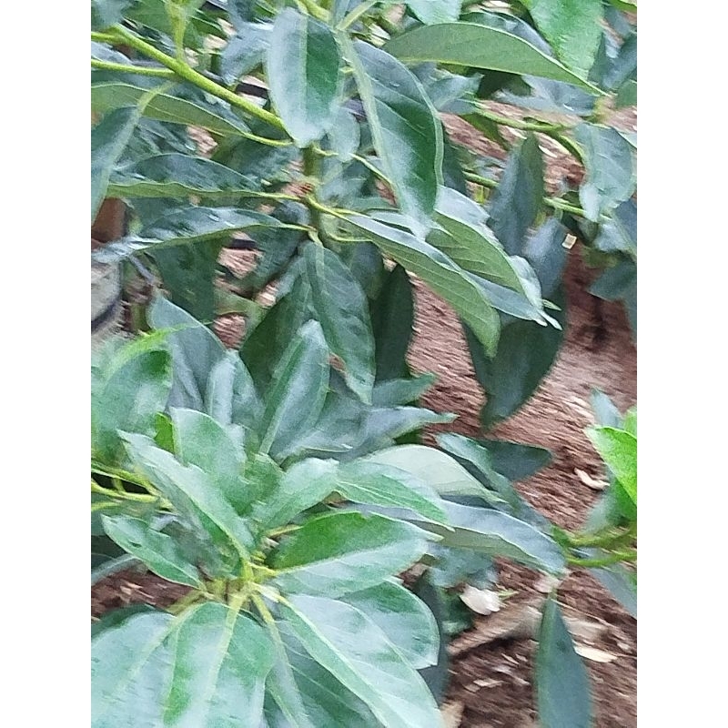 entres alpukat introduksi TA 21 / Reed Ciapus