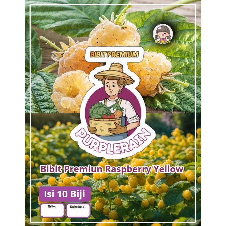 Bibit Premium Raspberry Yellow| Benih Raspberry Kuning |Bibit Raspberry