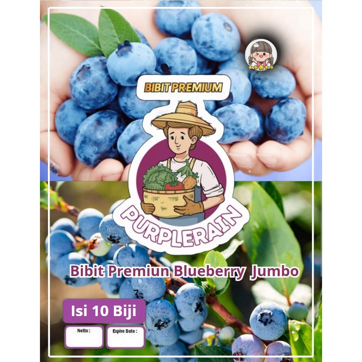 Bibit Premium Blueberry Jumbo | Biji Benih Buah Blueberry Jumbo