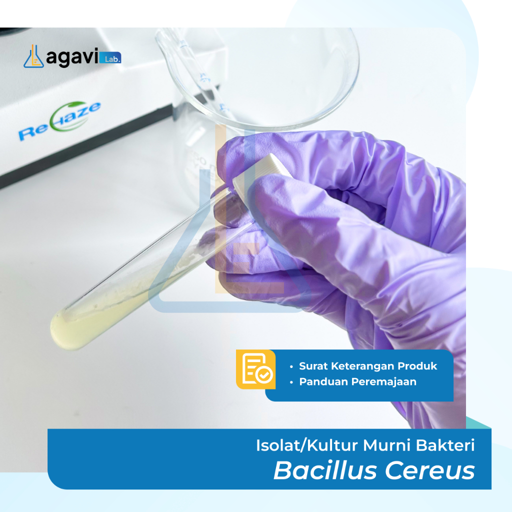 Isolat/Kultur Murni Bakteri Bacillus cereus