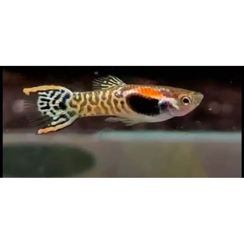 mainanAquarium_MiniTiger_endler