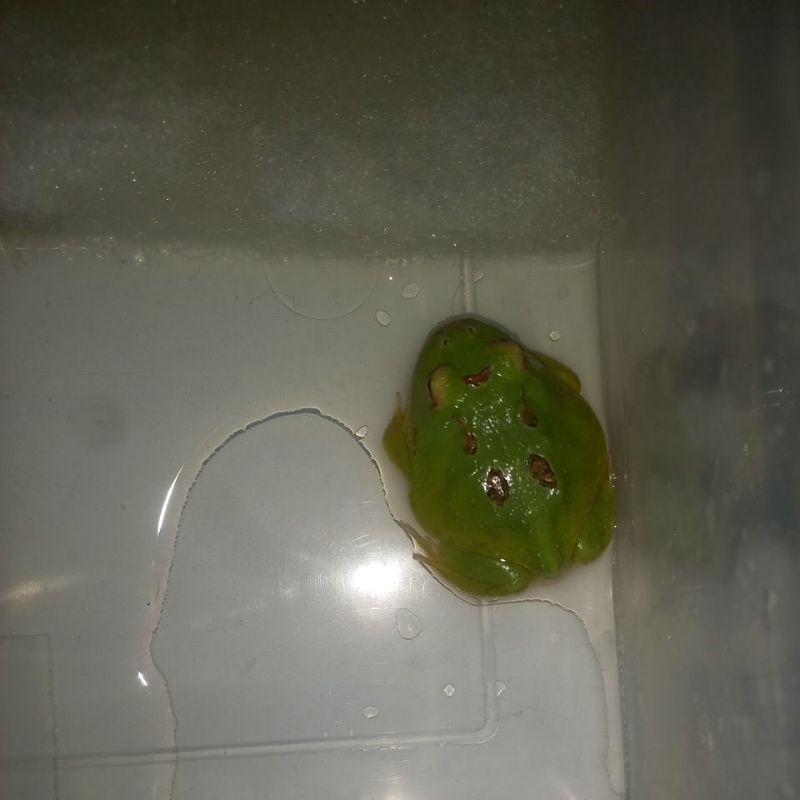 Pacman Frog/Kodok Pacman