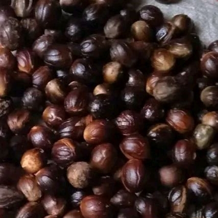 Biji pala tua buat bibit /1bibit