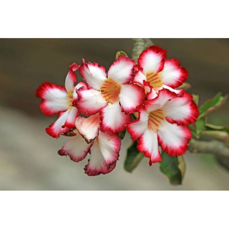 Adenium Kamboja Jepang 2 Warna Merah Putih - bibit bonsai kamboja jepang 2 warna merah putih