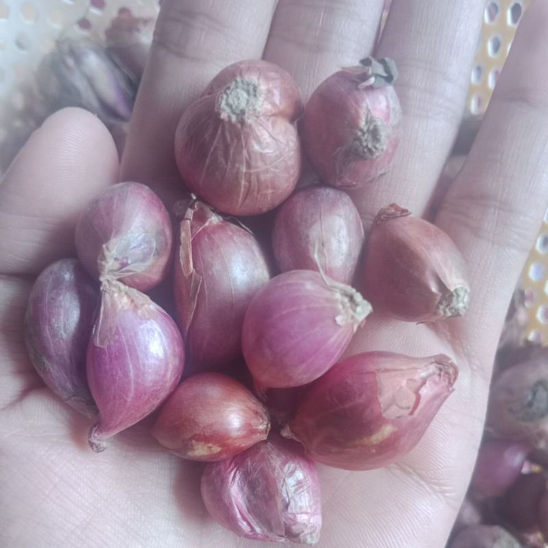 

bawang merah probolinggo ukuran kecil 1kg