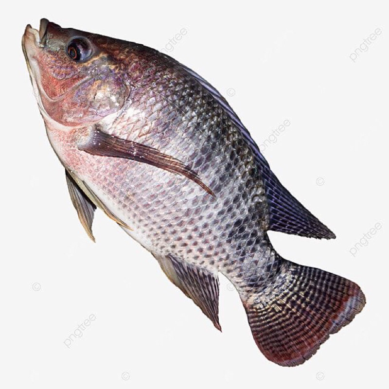 

Ikan nila hidup fresh 1kg