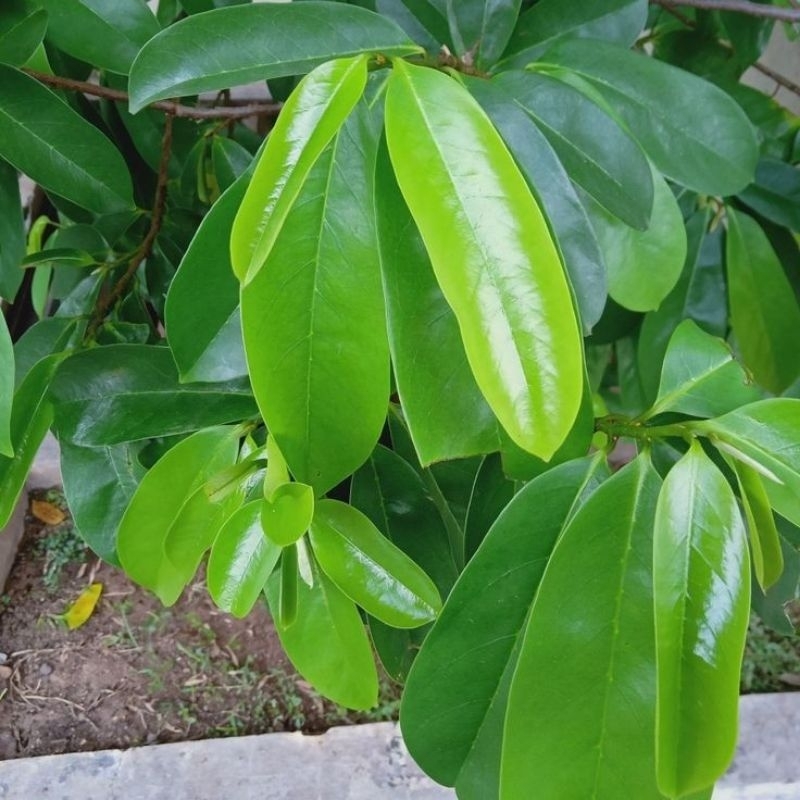 

daun sirsak segar isi 100 lembar untuk pengobatan