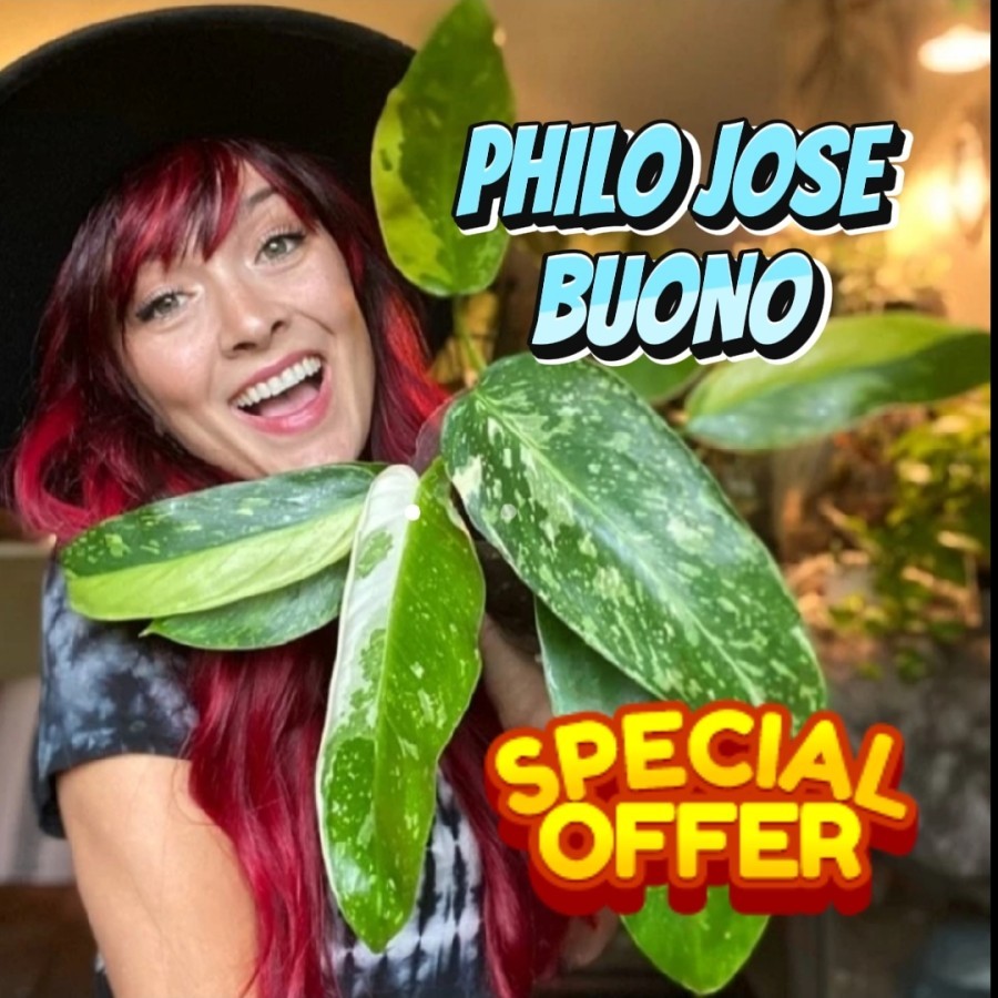 jose buono tanaman hias hidup philodendron jose buono varigata ready indoor outdoor taman landscape