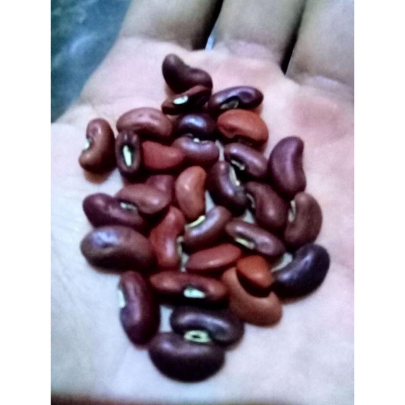 

biji kacng panjang buah melimpah 250g