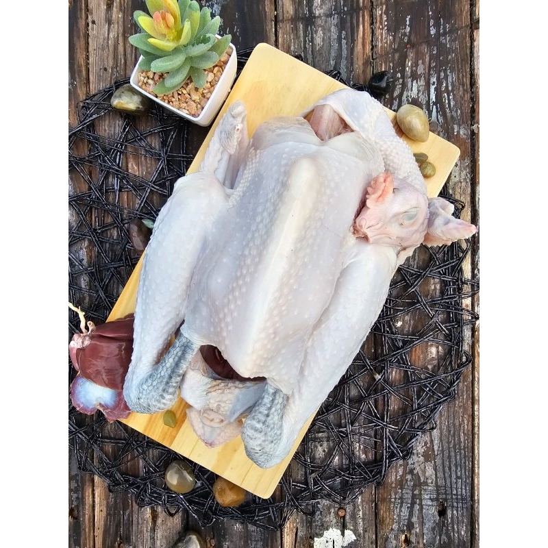 

Promo Ayam Kampung Potong Fresh Murah, Bobot Hidup 0,8 kg, Bukan Frozen