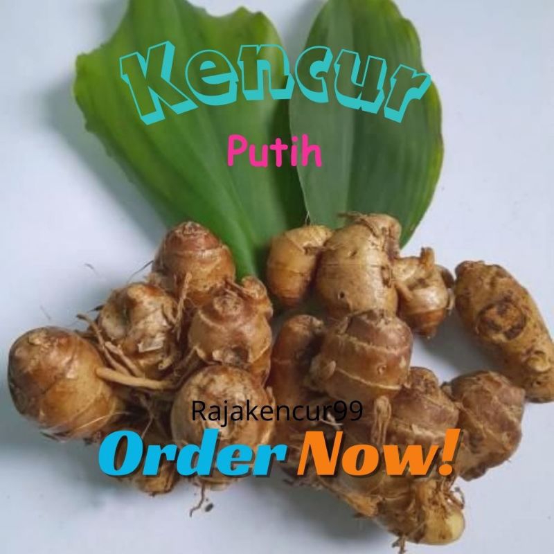 

Kencur Segar Organik Rempah Tradisional Bumbu seblak rempah petani Asli Pilihan 10kg