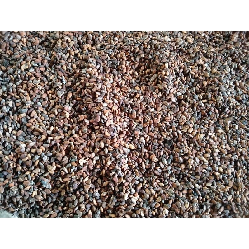 

Kakao Kering 1kg