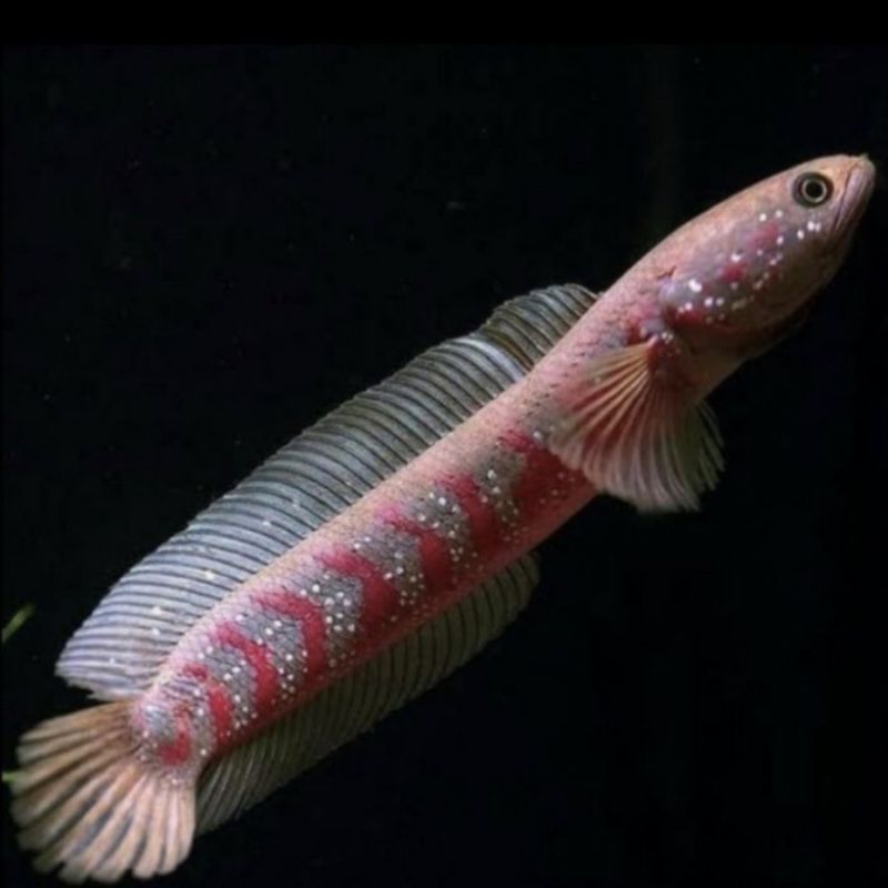 HIASAN AKUARIUM IKAN CANA ASIATICA RS